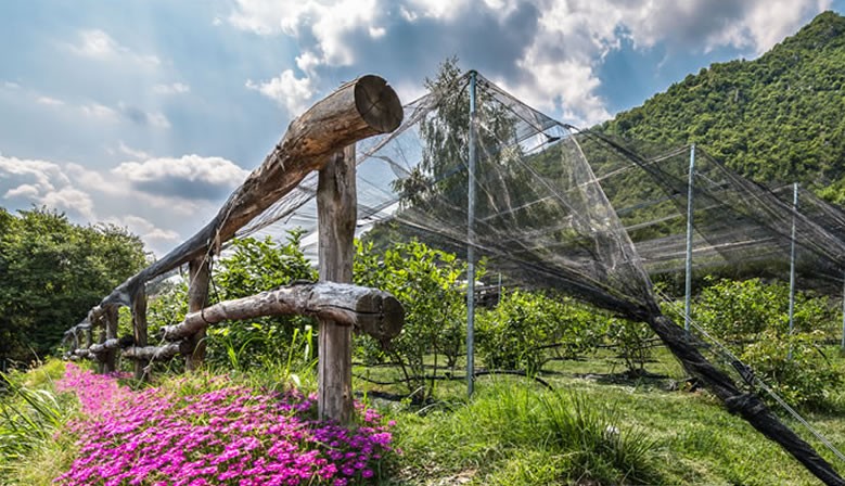 Campi di raccolta Val Sole