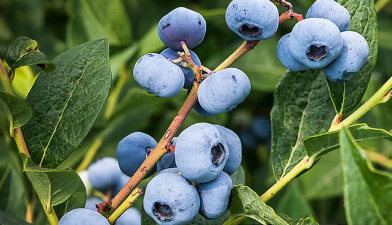 Mirtilli Biologici Val Sole