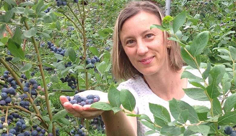 Raccolta dei Mirtilli Val Sole