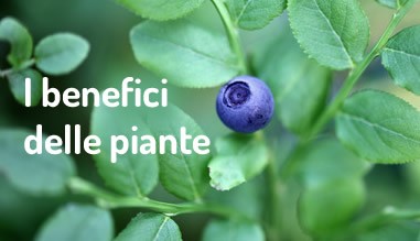 I benefici del mirtillo e del lampone